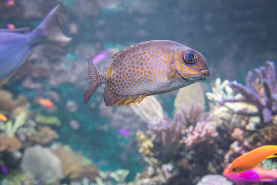 Gold-spotted rabbitfish with orange polka-dot markings swims past coral formations, patterned body and large eye standing out in public aquarium display