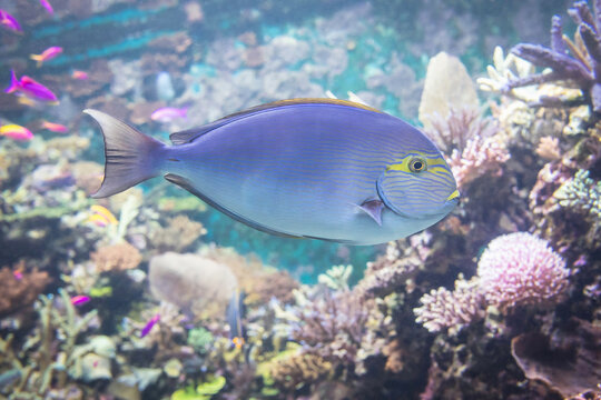 Elongate surgeonfish, also known as yellowmask surgeonfish, with yellow facial mask swims through vibrant coral reef aquascape, surrounded by small colorful fish and coral formations