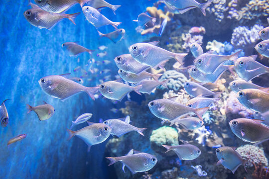 Dense school of sweeper fish with large eyes swims together near coral formations, forming shimmering shoal in marine aquarium