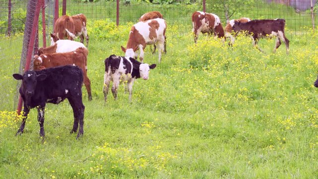 Group of juvenile calves grazing and standing in grassy pasture dotted with dense yellow wildflowers, clustered near rusted metal fence posts and grid wire fence