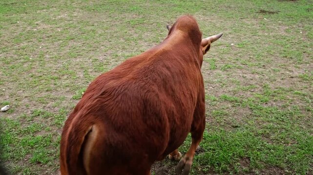 Cows on farmland. Group of four reddish-brown cattle, including one standing and three lying down on the grass, are in grassy enclosure with wooden building and fence in the background. Farm animals.