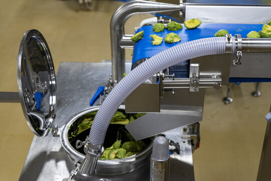 View of avocado halves moving along a blue conveyor belt into a stainless steel industrial processing machine at a guacamole factory in Uruapan, Michoacan, Mexico.