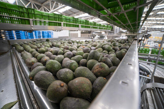 View of fresh avocados moving along a stainless steel conveyor belt in a packing house in Uruapan, Michoacan, Mexico.