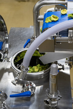 View of stainless steel industrial machinery processing fresh avocado pieces on a conveyor belt at a guacamole factory in Uruapan, Michoacan, Mexico.