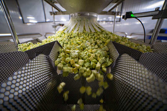 View of diced avocados moving through an industrial sorting machine at an avocado processing plant in Uruapan, Michoacan, Mexico.