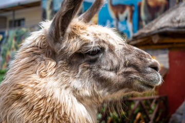 Naklejka premium Close-Up of a Llama in front of a colorful mural, Peru