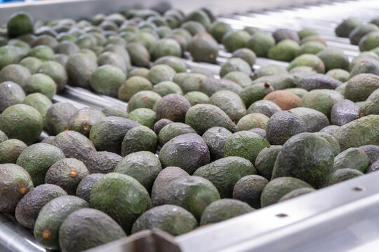 View of fresh avocados moving along a metal conveyor belt in a packing house in Uruapan, Michoacan, Mexico.