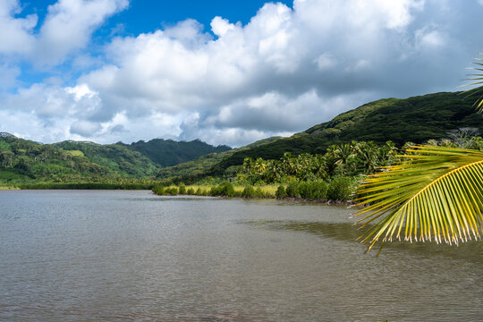 Mangrove on the Coast of Tahaa Island, French Polynesia