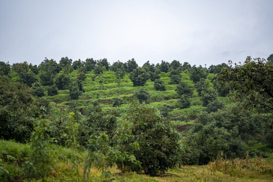 View of lush avocado trees planted in terraced rows on a hillside in Uruapan, Michoacan, Mexico.