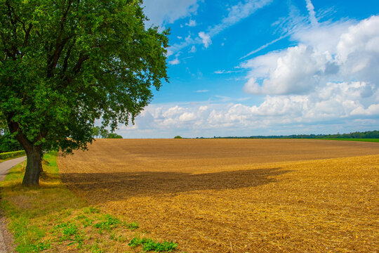 Fields and trees in a green hilly grassy landscape under a blue cloudy sky in sunlight in summer, Voeren, Limburg, Belgium, August, 2026