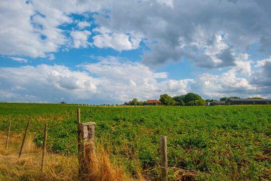 Fields and trees in a green hilly grassy landscape under a blue cloudy sky in sunlight in summer, Voeren, Limburg, Belgium, August, 2026