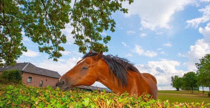 Horse in a green meadow under a blue cloudy sky in sunlight in summer, Voeren, Limburg, Belgium, August, 2026