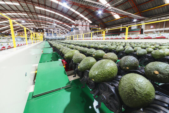 View of fresh avocados moving along a conveyor belt in an industrial packing house in Uruapan, Michoacan, Mexico.