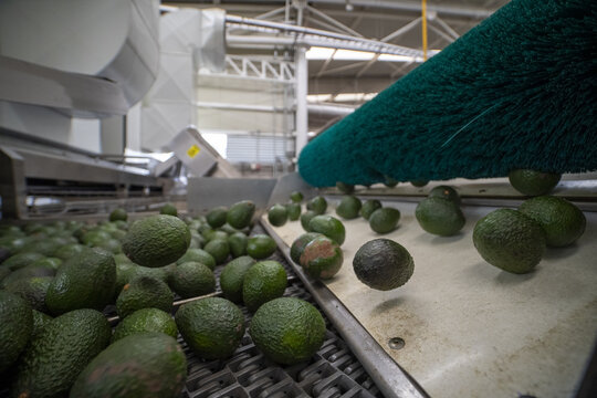 View of avocados moving along a conveyor belt in an avocado packing house with cleaning brushes and industrial machinery in Uruapan, Michoacan, Mexico.