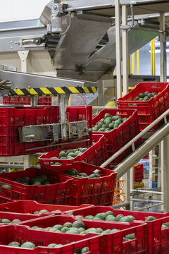 View of red plastic crates filled with fresh avocados moving along a conveyor belt system in an industrial packing house in Uruapan, Michoacan, Mexico.