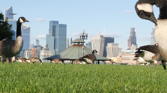 New York City Manhattan Midtown towers from New Jersey, wild goose or duck, grass lawn of pier A park, Hoboken, United States. American high-rise skyscraper building and birds migration, Hudson Yards.