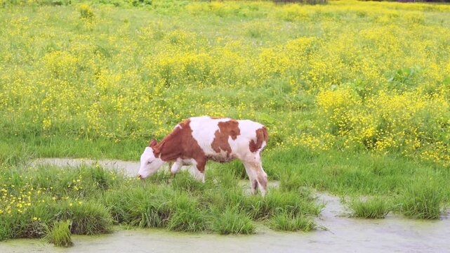 Young brown-and-white calf grazing with lowered head and taking gentle steps along muddy marsh edge, hooves interacting with shallow algae-covered water and tufts of