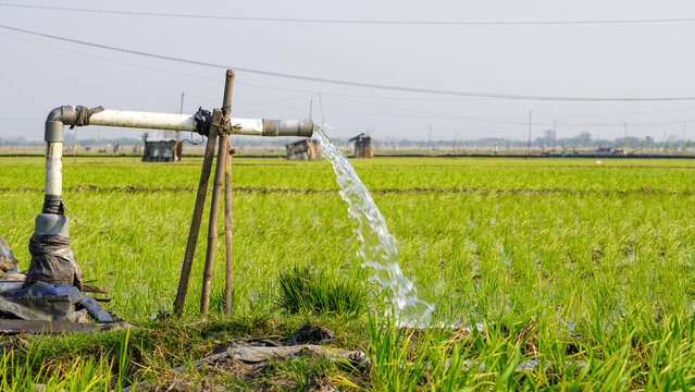 Clear groundwater pouring from a PVC pipe system to irrigate vibrant green rice paddy fields. Essential agricultural water management and rural farming practices captured under bright sunshine.