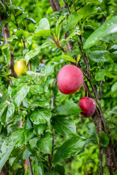 Ripe Red Plums Growing on a Leafy Tree in a Garden