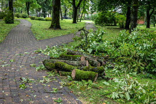 Storm-Damaged Oak Branches Cut Beside a Winding Park Path