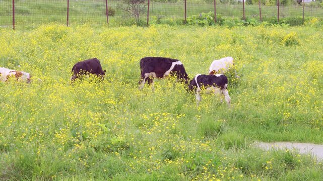Calves grazing in wildflower pasture with wire fence and springtime light, with calf, cow, pasture, meadow detail
