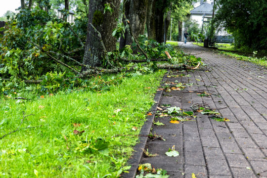 Storm-Broken Branches Obstruct a Wet Sidewalk in an Urban Park