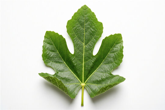 Fresh green fig leaf isolated on white background for botanical study and natural organic product design content