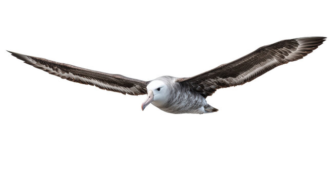 Flying Albatross With Outstretched Wings on White
