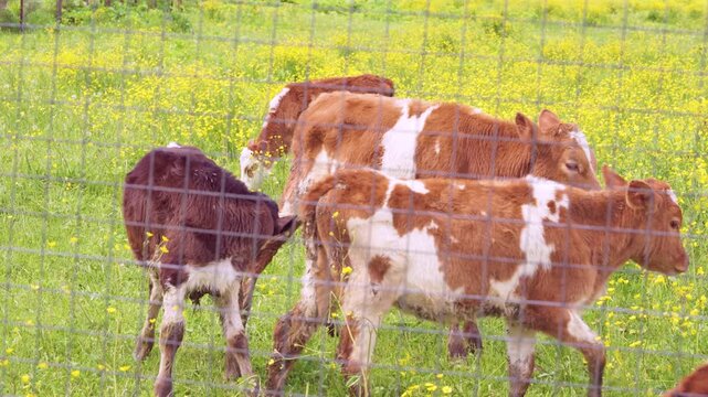 Three red-and-white and solid brown calves forage and graze in lush green pasture carpeted with dense yellow buttercup wildflowers, viewed through close-range wire mesh