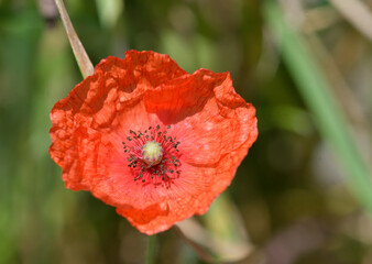 Close-up of a poppy flower © roberto