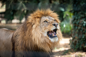 A male African lion at Port Lympne safari park and conservation centre in Kent, UK © Tom Richards