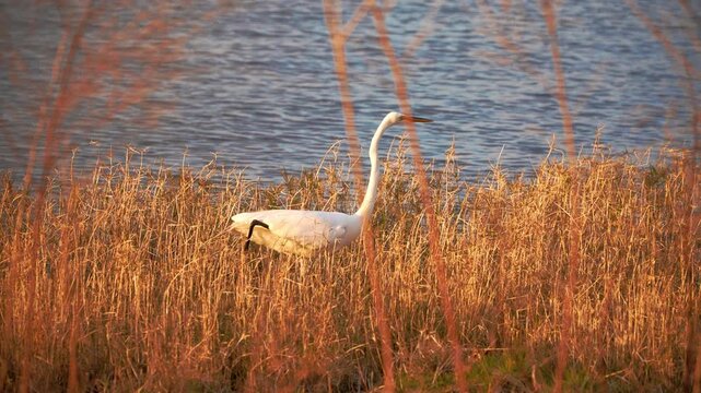 Close-up of a great white egret wading through golden marsh grasses along Lake Minneola in Clermont, Florida, at the soft light of sunrise.