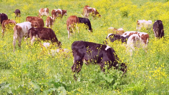 Mixed herd of young cattle grazing and standing across lush spring meadow carpeted with tall yellow wildflowers, foreground dark brown and black calf shown head-down