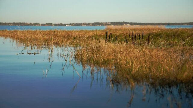 Serene morning shot of tall marsh grasses along the edge of Lake Minneola in Clermont, Florida, with reflections shimmering on the tranquil blue water.
