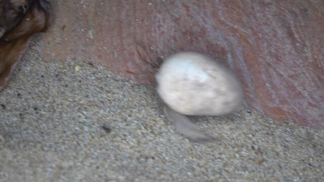 Hermit crab occupied the shell of a gastropod. Andaman Sea, Thailand