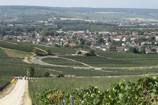 Champagne , vendanges 