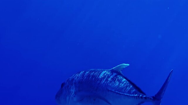 Giant trevally swimming in Red Sea. Sharm El Sheikh, Egypt