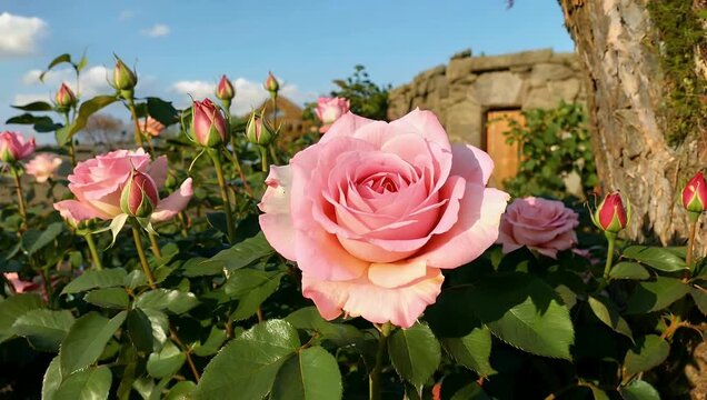 Vibrant 4K Ultra HD garden sequence highlighting soft pink garden roses opening their delicate petals under glowing sunlight filling the frame with romantic beauty and serene outdoor nature vibes