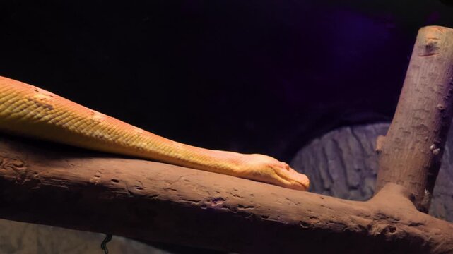 A vibrant yellow Reticulated Python (Malayopython reticulatus) rests on a tree branch, captured with a smooth panning motion across its body.