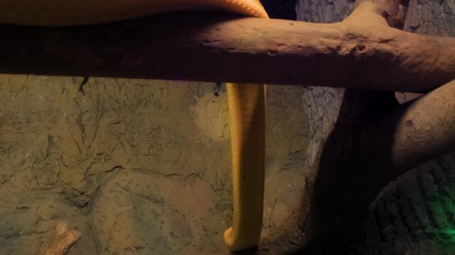 A vibrant yellow reticulated python (Malayopython reticulatus) gracefully descends from a sturdy tree branch within its zoo enclosure, showcasing its natural movement and impressive scales.