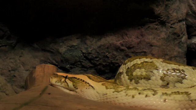 A detailed close-up shot of a Burmese Python (Python molurus) as it slowly lifts its head, revealing its distinctive patterns and scales. Captured in a naturalistic habitat.