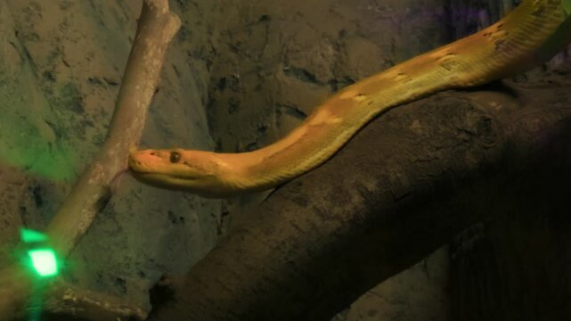 A close-up shot of a yellow Reticulated Python (Malayopython reticulatus) moving its head and flicking its tongue, seen at Chapultepec Zoo.