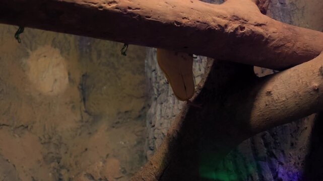 A vibrant yellow reticulated python (Malayopython reticulatus) slowly descends from a thick tree branch, captured with a tilt camera movement. View from below the animal.