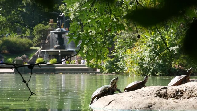 New York City Central Park nature oasis in Manhattan. Bethesda Terrace and Fountain, lake in summer day, United States. Wild turtle on rock in pond water. Greenery and people near landmark of NYC, USA