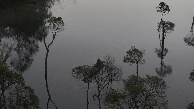 Aerial drone view of a fisherman rowing across Tuyen Lam Lake at sunrise near Suoi Tia in Xuan Huong, Da Lat, Vietnam, surrounded by peaceful pine forests.