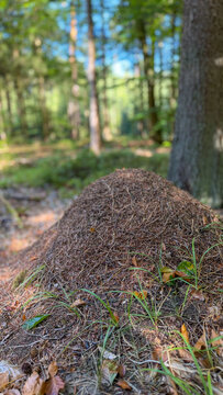 Large Wood Ant Mound on the Forest Floor
