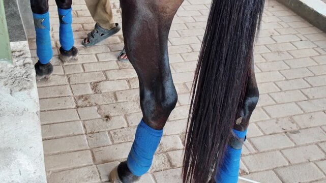 A close-up video of a horses hock and lower hind leg, showing bandaged legs and standing on a paved surface.