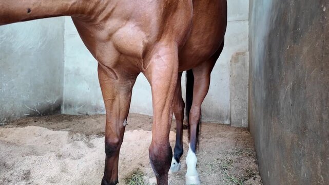  a horses hock and lower hind leg, showing bandaged legs and standing on a paved surface.