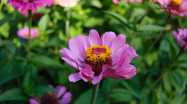 A bright pink zinnia against the backdrop of soft green bok&eacute;, a zinnia flower in a summer garden.