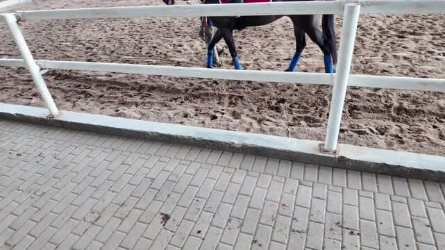 A horse walks in a paddock behind a fence.